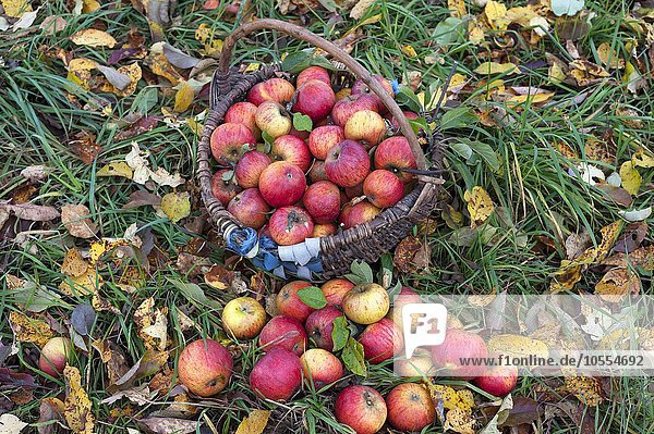 Freshly picked Cox apples (Malus domestica) in basket on autumnal meadow  Middle Franconia  Bavaria  Germany  Europe