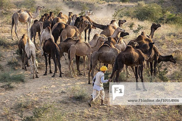 Kamele mit Hirten auf dem Weg zum Pushkar Mela Kamel- und Viehmarkt  Pushkar  Rajasthan  Indien  Asien