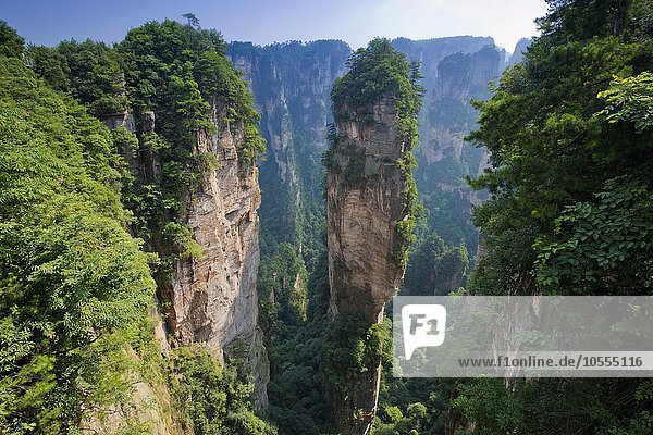 Hallelujah Mountains  sandstone towers  mountains of Zhangjiajie  Wulingyuan National Park  Hunan Province  China  Asia
