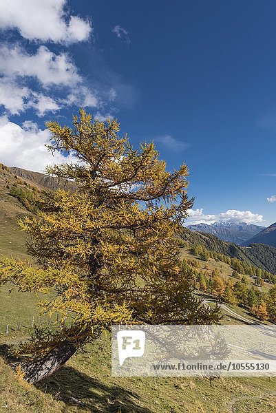 Lärche (Larix decidua) nahe Bodenalm  Prägraten am Großvenediger  Virgental  Osttirol  Österreich  Europa