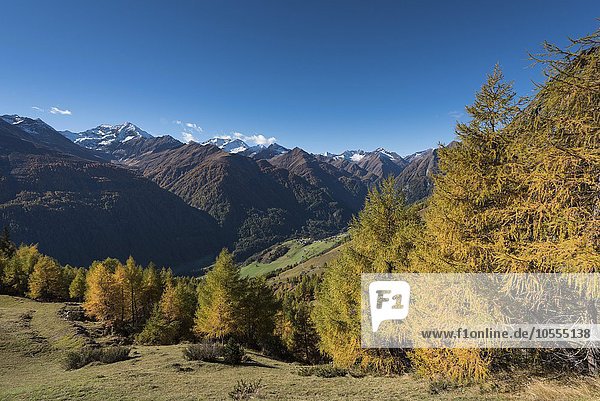 Gelb verfärbte Lärchen (Larix decidua)  herbstlicher Bergwald  hinten Lasörling und die Lasörlinggruppe  oberes Virgental nahe Bodenalm  Osttirol  Österreich  Europa