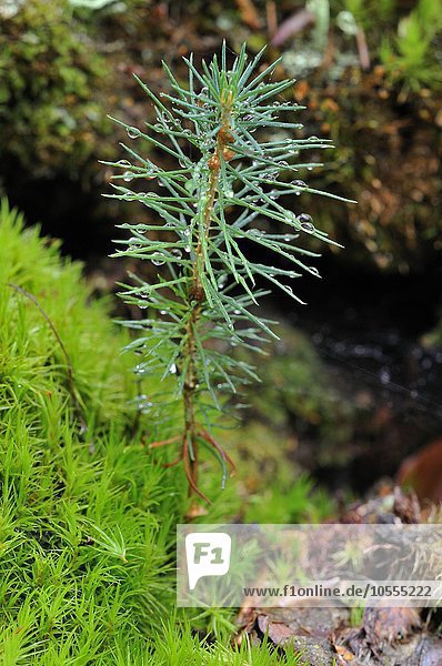 Gemeine Fichte (Picea abies)  Keimling wächst zwischen Moos im Darßer Wald  Nationalpark Vorpommersche Boddenlandschaft  Mecklenburg-Vorpommern  Deutschland  Europa