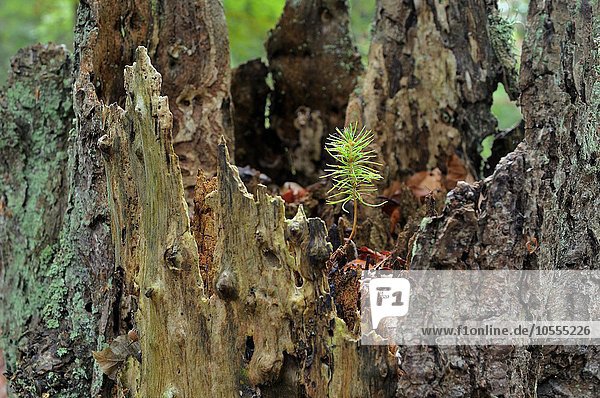 Gemeine Fichte (Picea abies)  Keimling wächst auf Totholz einer Fichte im Darßer Wald  Nationalpark Vorpommersche Boddenlandschaft  Mecklenburg-Vorpommern  Deutschland  Europa