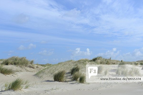 Dünen von De Hors  Texel  Westfriesische Inseln  Nordholland  Niederlande  Europa