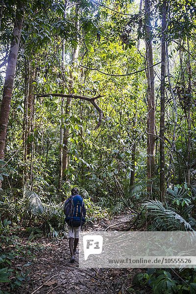 Wanderer  Mann läuft auf einem Trampelpfad im Dschungel  Kuala Tahan  Nationalpark Taman Negara  Malaysia  Asien