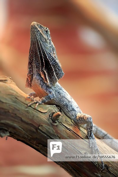 Kragenechse (Chlamydosaurus kingii)  adult  auf Baum  Vorkommen in Australien  captive  Deutschland  Europa