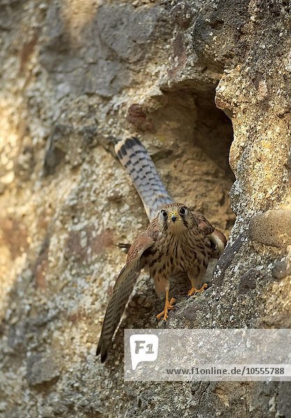 Turmfalke  (Falco tinnunculus)  adult am Felsen vor Bruthöhle  Kasselburg  Eifel  Deutschland  Europa