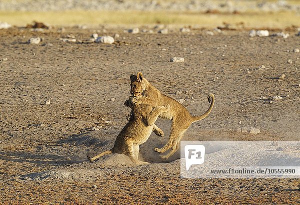 Lions (Panthera leo) two playful cubs near waterhole Etosha National Park Namibia Africa