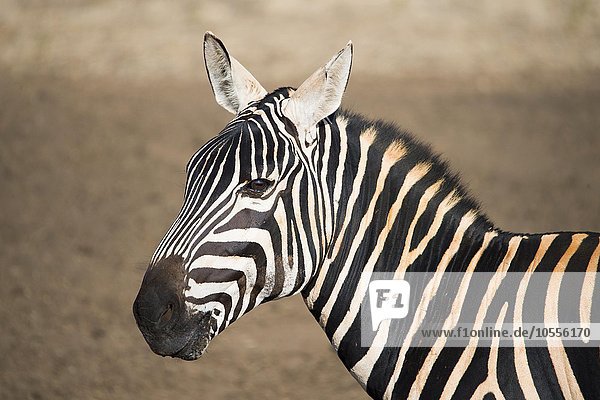 Steppenzebra (Equus Quagga burchellii)  Portrait  Tsavo Ost Nationalpark  Kenia  Afrika