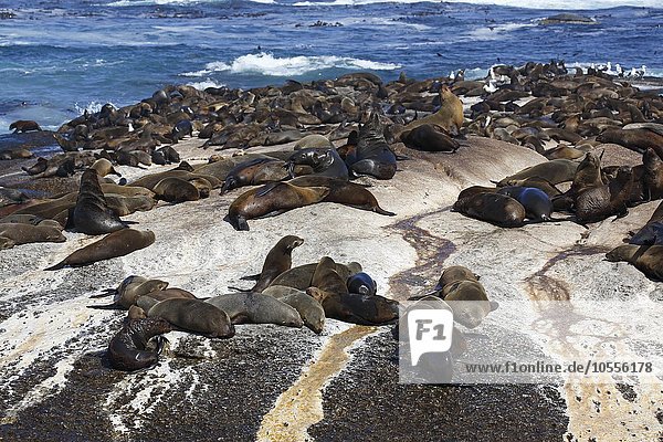 Südafrikanische Seebären (Arctocephalus pusillus)  Ohrenrobben  Kolonie auf Felseninsel  Robbeninsel Duiker Island  Hout Bay bei Kapstadt  Südafrika