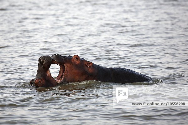 Spielende junge Flusspferde  Nilpferd (Hippopatamus amphibius) im Wasser  iSimangaliso Wetland Park  Nationalpark  Kwazulu Natal  Republik Südafrika  Afrika