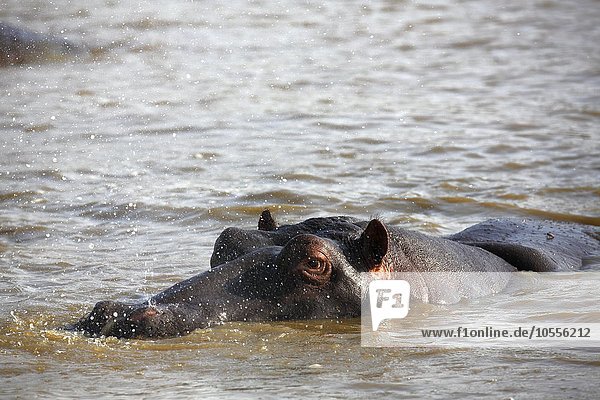 Ausatmendes  mit Wasser spritzendes Flusspferd  Nilpferd (Hippopatamus amphibius) im Wasser  iSimangaliso Wetland Park  Nationalpark  Kwazulu Natal  Republik Südafrika  Afrika