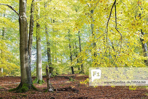 Herbst im Buchenwald (Fagus sp.)  Hessen  Deutschland  Europa