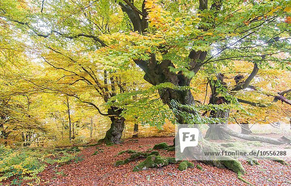 Alte Buchen (Fagus sp.) im Wald  gelbe Herbstfärbung  Hutewald  Hessen  Deutschland  Europa