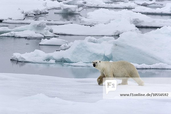 Eisbär (Ursus maritimus) läuft auf Packeis  Spitzbergen  Norwegen  Europa