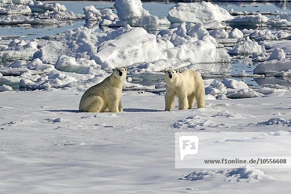 Zwei Eisbären (Ursus maritimus) auf Packeis  Spitzbergen  Norwegen  Europa