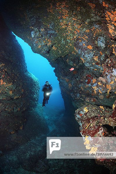 Diver with lamp in rocky cave  strong growth  sponges (Polifera) and sunset cup coral (Leptopsammia pruvoti)  Corfu  Ionian Islands  Mediterranean Sea  Greece  Europe
