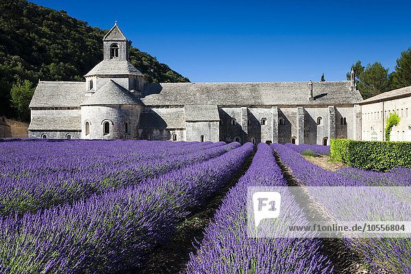 Zisterzienserabtei Abbaye Notre-Dame de Sénanque mit Lavendelfeld  Vaucluse  Provence  Provence-Alpes-Côte d?Azur  Frankreich  Europa