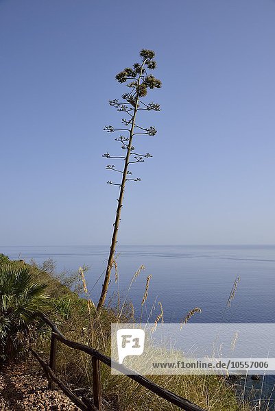 Flowering agave on coastal footpath  Zingaro Nature Reserve  Riserva Naturale dello Zingaro  San Vito Lo Capo  Trapani  Sicily  Italy  Europe