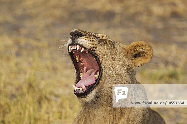 Löwe (Panthera leo)  subadultes Männchen  gähnend  Savuti  Chobe-Nationalpark  Botswana  Afrika