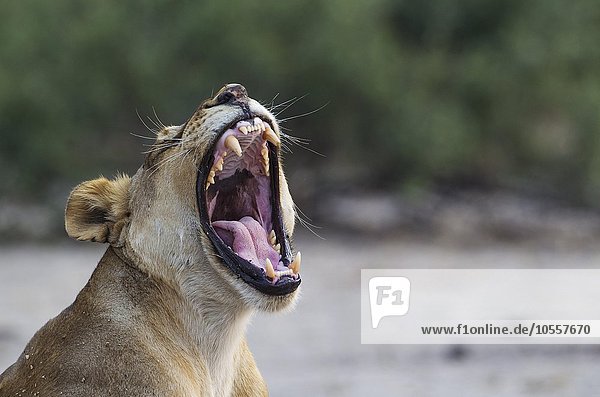 Löwe (Panthera leo),  gähnendes Weibchen,  Chobe-Nationalpark,  Botswana,  Afrika
