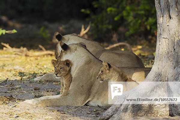 Löwen (Panthera leo)  zwei Weibchen und zwei Jungtiere ruhen im Schatten  Chobe-Nationalpark  Botswana  Afrika