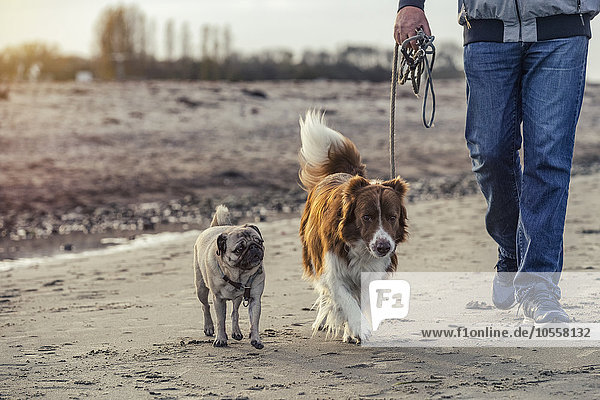 Mann mit zwei Hunden Strand  Eckernförder Bucht  Schleswig-Holstein  Deutschland  Europa