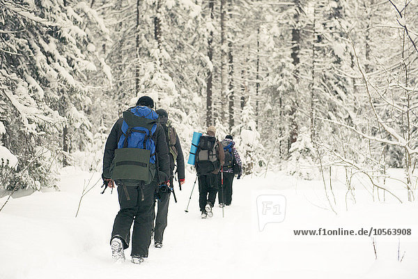Europäer gehen Schnee Wald wandern