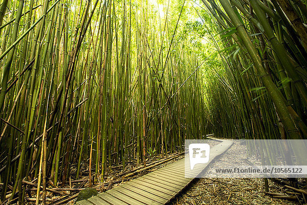 Wald Bambus