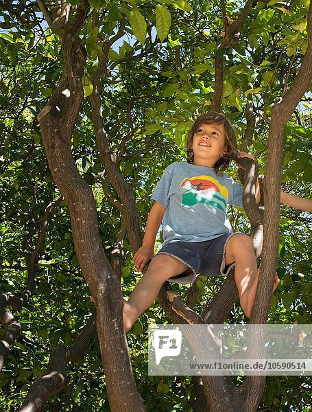 Young boy sitting in tree  low angle view