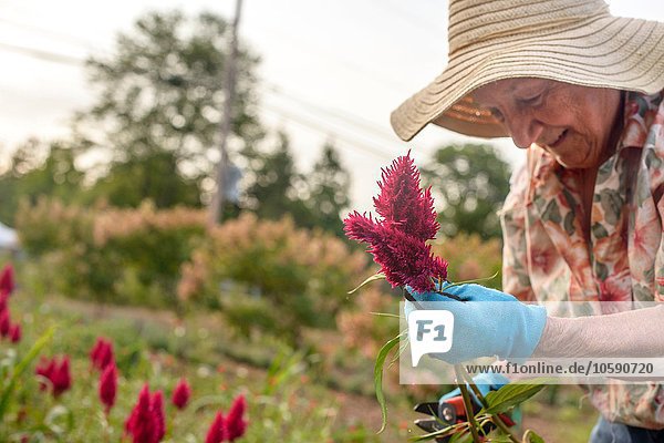 Seniorin beim Ernten und Schneiden von Blumen auf dem Bauernhof