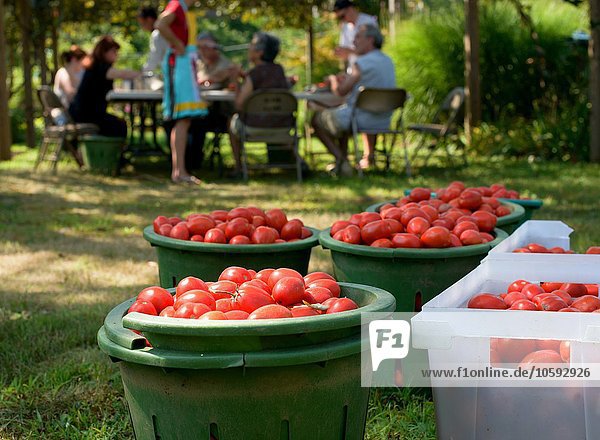 Familie beim Ernten von Tomaten in Behältern