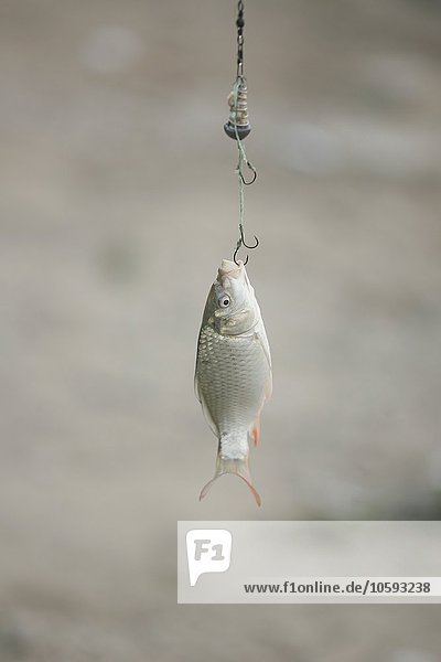 Fisch am Haken gefangen