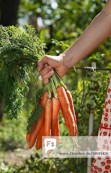 Mittlere erwachsene Frau im Garten,  hält einen Haufen Karotten,  konzentriert sich auf die Hand.