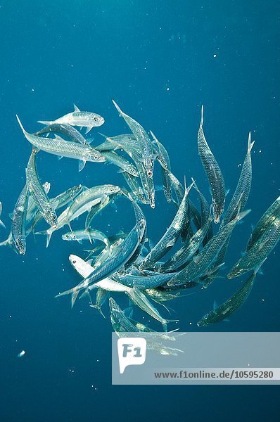 Verbleibende Sardinen vom Sardinenköder  nachdem Bonito-Fische angegriffen haben  Isla Mujeres  Mexiko