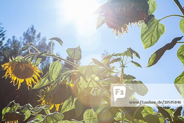 Sonnenblumen im Flachwinkel  Sebastapol  Kalifornien  USA