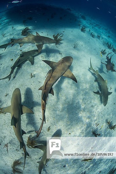 Unterwasseransicht der Schule von Zitronenhaien  die in der Nähe des Meeresbodens schwimmen  Tiger Beach  Bahamas