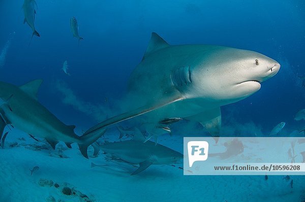 Unterwasseransicht eines schwangeren Bullenhais  Playa Del Carmen  Quintana Roo  Mexiko