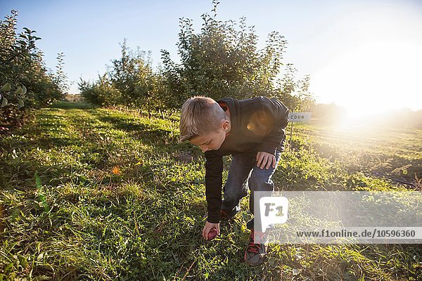 Junge im Obstgarten beugt sich über das Sammeln von Äpfeln aus dem Gras
