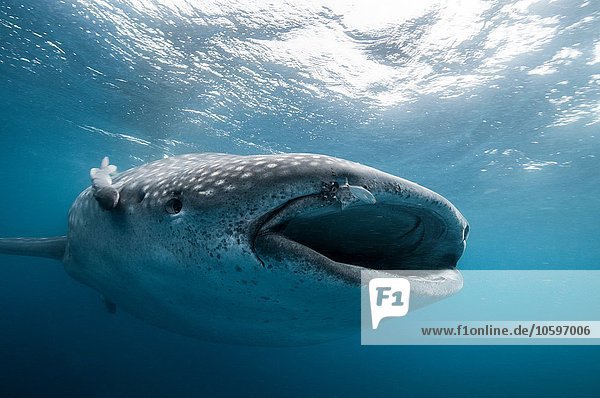 Underwater front view of whale shark feeding  mouth open  Isla Mujeres  Mexico