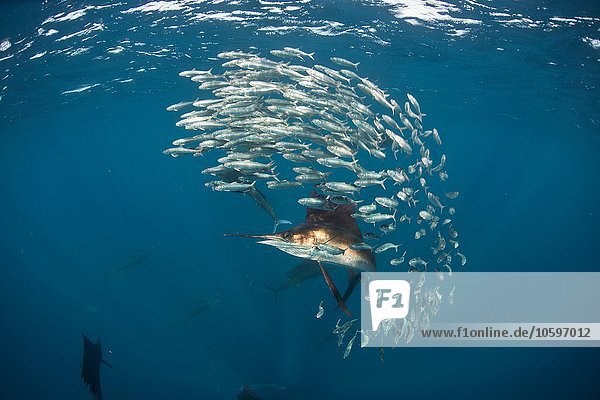 Unterwasseransicht des Atlantischen Segelfisches  der Sardinenköder jagt  Isla Contoy  Mexiko