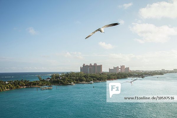 Erhöhter Blick auf Möwen  die über Nassau  Bahamas fliegen.