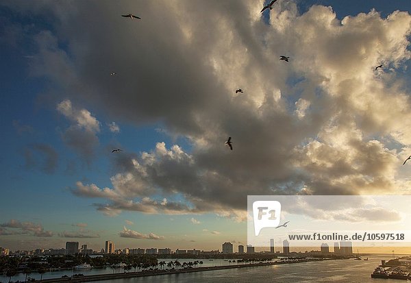 Erhöhter Blick auf Möwen,  die über Miami Beach,  Florida,  USA fliegen.