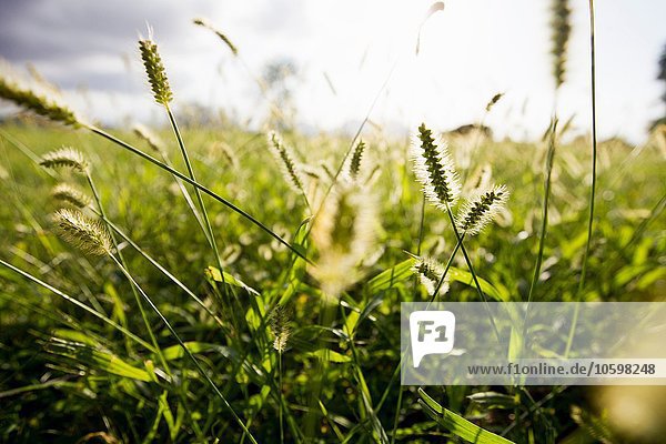 Nahaufnahme von sonnenbeschienenen langen Gräsern im Feld
