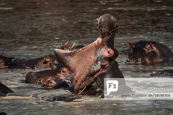 Hippopotamus kämpft in der Trockenzeit um Tiefwasser  Masai Mara  Kenia