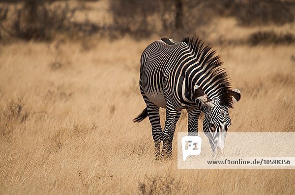 Grevy's Zebra Weiden im Amboseli Nationalpark  Kenia