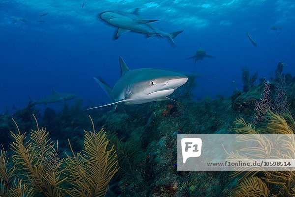 Unterwasser-Ansicht von Grauen Riffhaien auf dem Meeresgrund  Nördliche Bahamas Banken  Bahamas