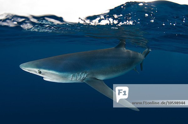Unterwasser-Seitenansicht des Blauhais  Guadalupe Island  Baja California  Mexiko