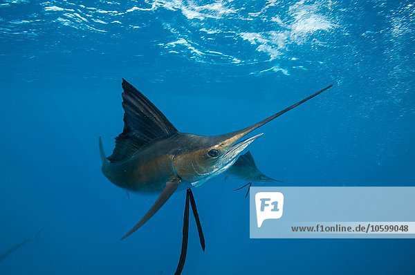 Unterwasseransicht eines Segelfischs  Contoy Island  Quintana Roo  Mexiko