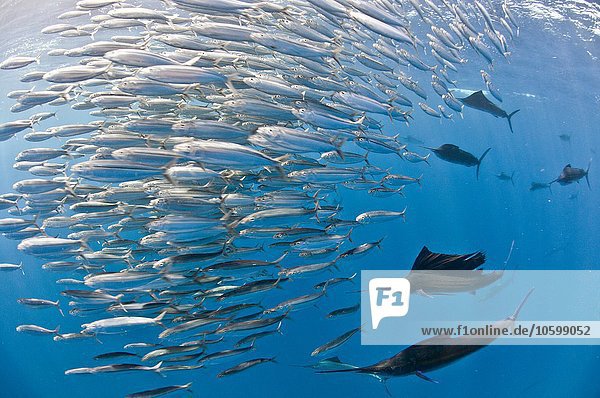 Unterwasseransicht einer Gruppe von Segelfischen  die große Sardinenschwärme einfangen  Contoy Island  Quintana Roo  Mexiko